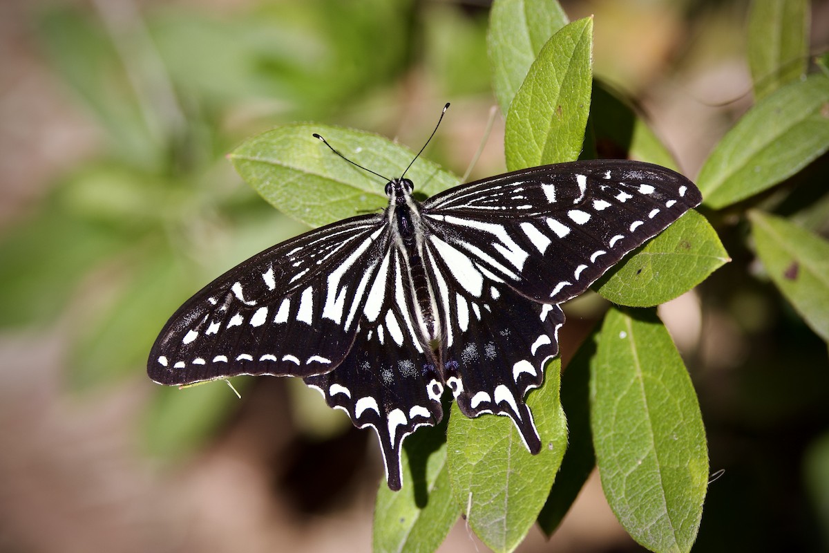Chinese Yellow Swallowtail - ML645640554