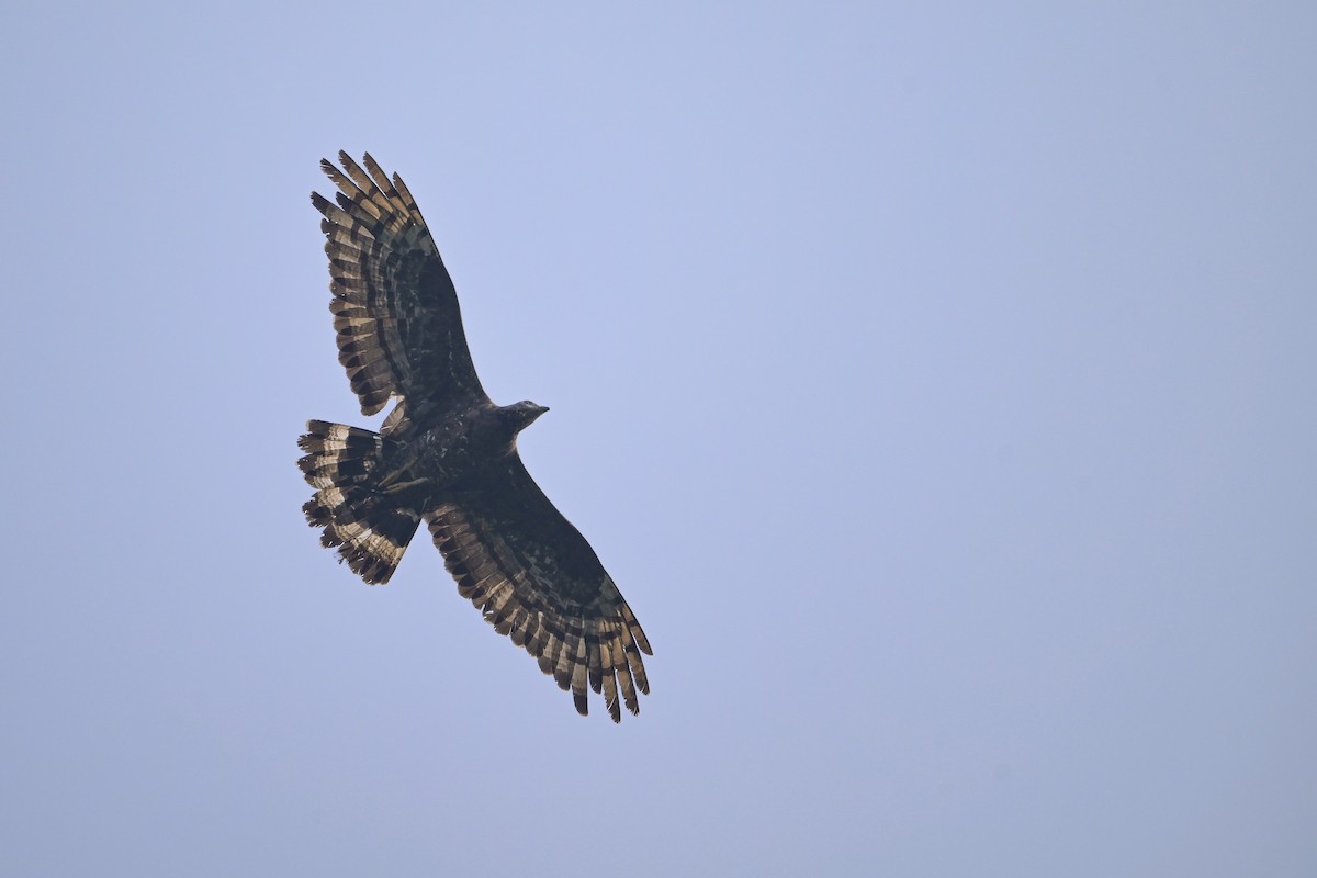 Oriental Honey-buzzard - ML645640557