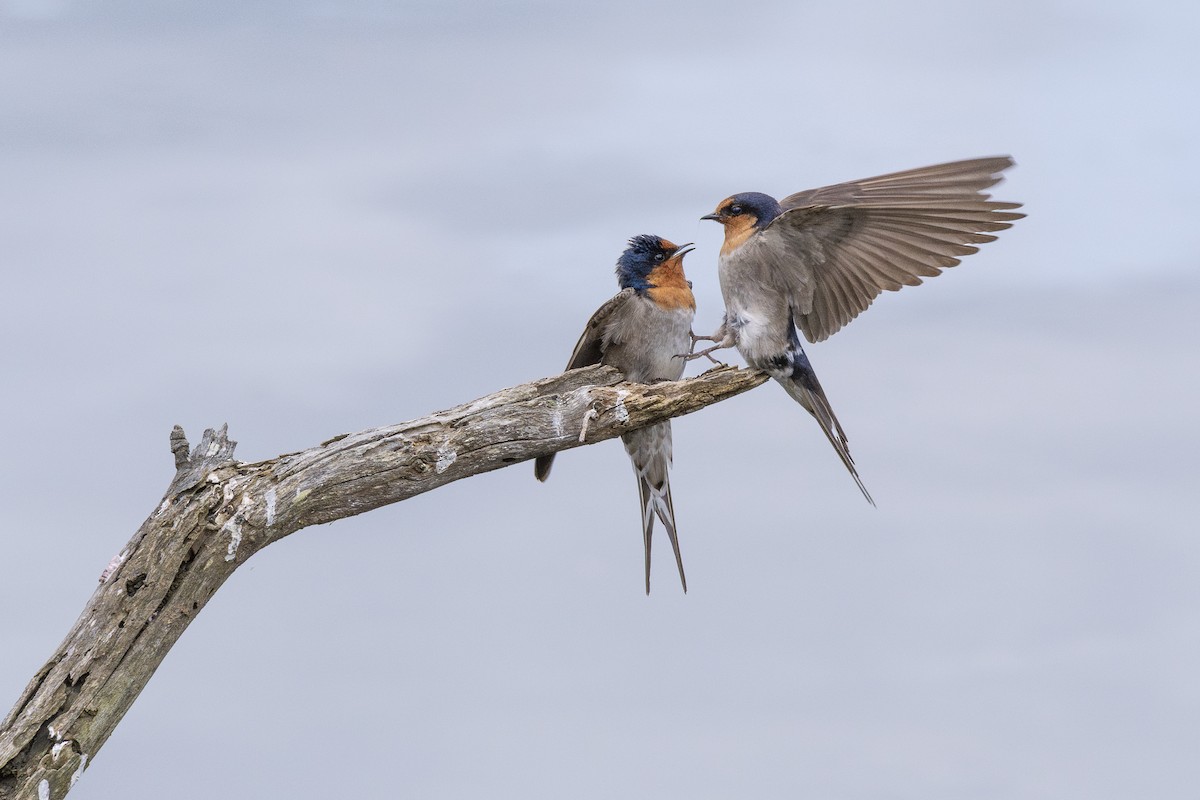 Welcome Swallow - ML645640558