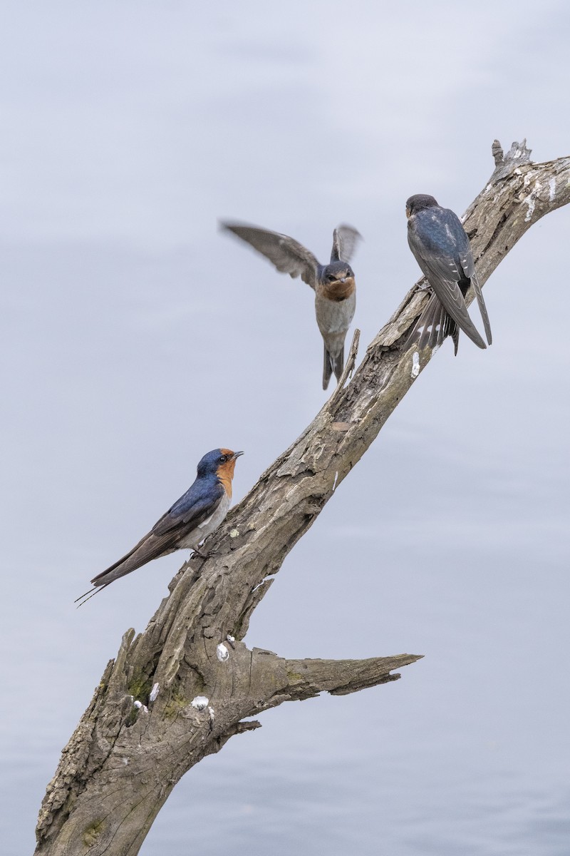 Welcome Swallow - ML645640559