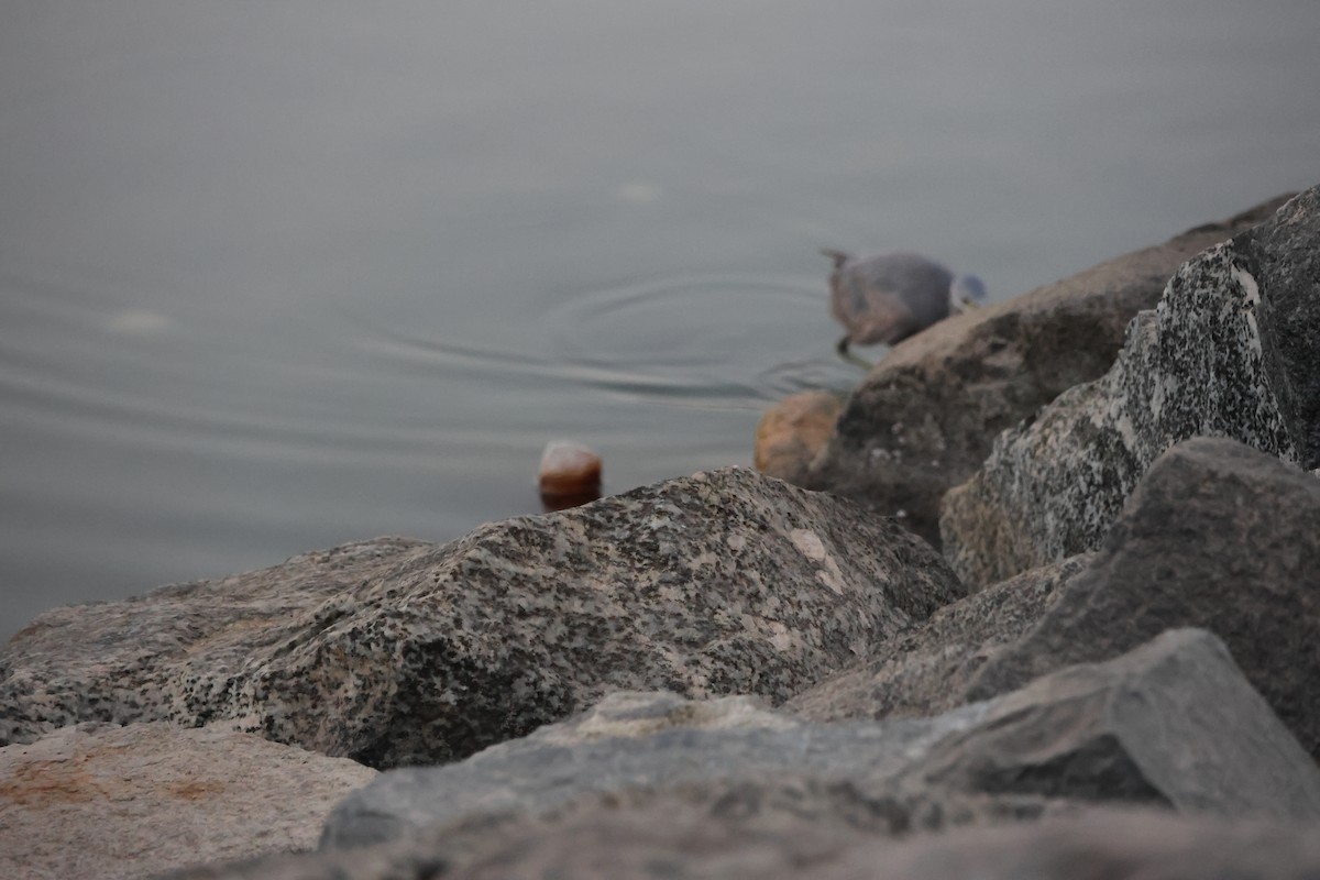 Aigrette à gorge blanche - ML645640573
