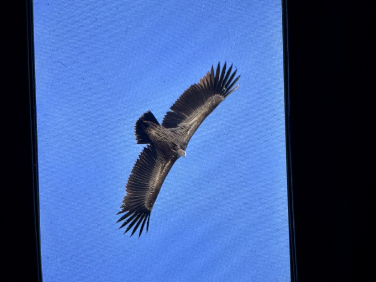 נשר הימלאיה - ML645640579