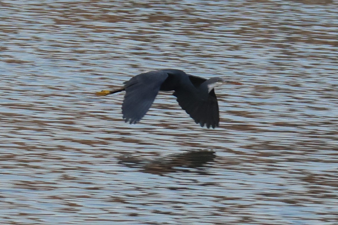 Aigrette à gorge blanche - ML645640582