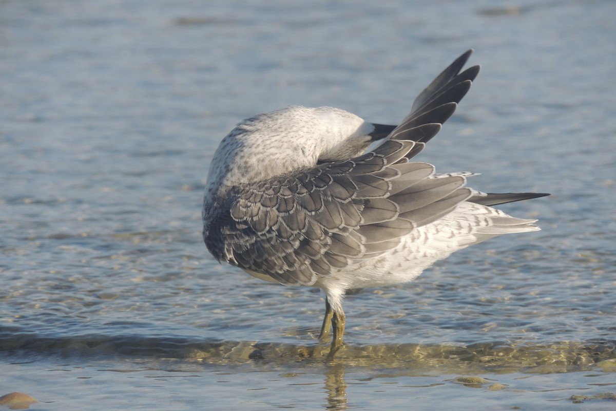 Bécasseau maubèche - ML645640585