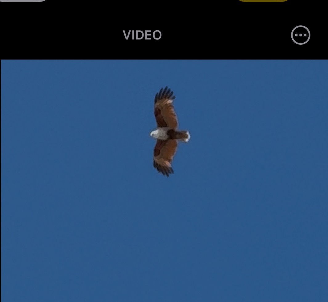 Brahminy Kite - ML645640593