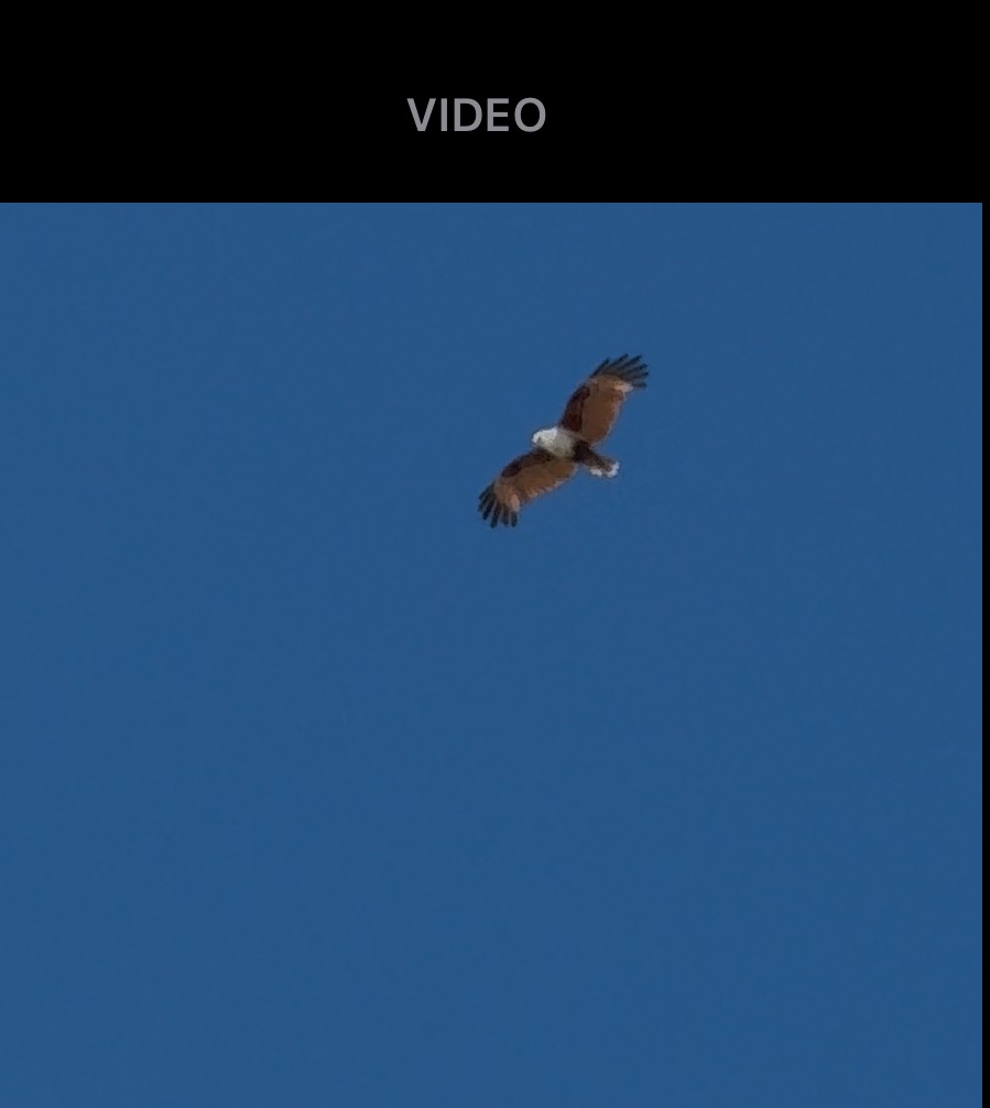 Brahminy Kite - ML645640594