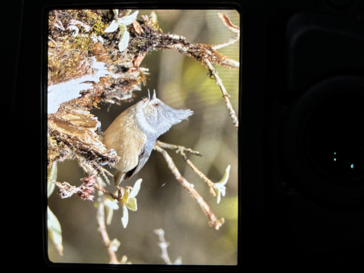 Gray-crested Tit - ML645640598