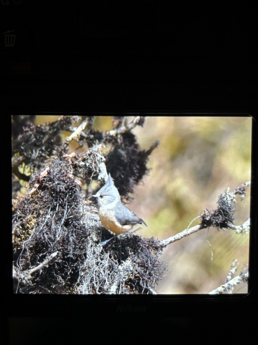 Gray-crested Tit - ML645640599