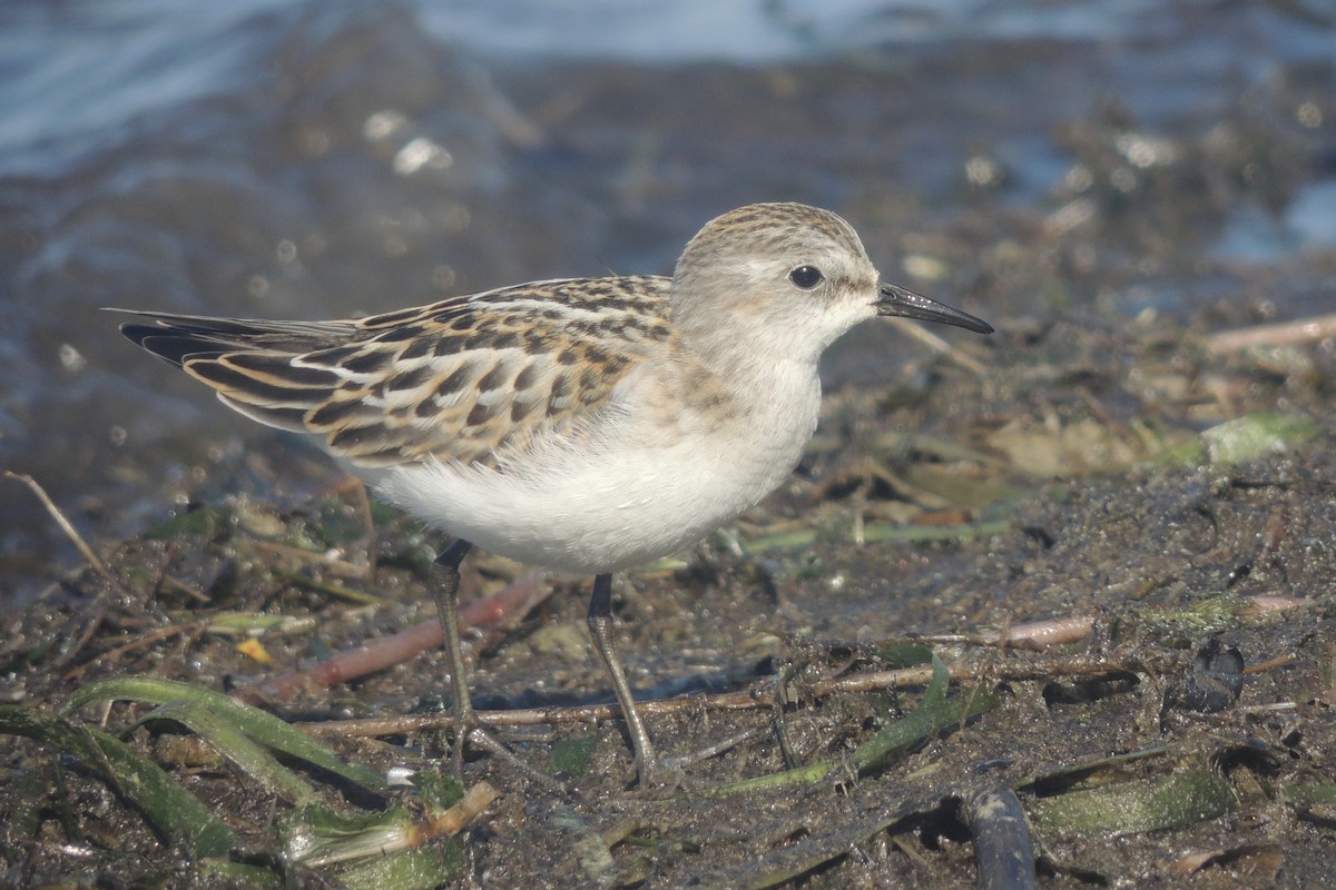 Küçük Kumkuşu - ML645640601