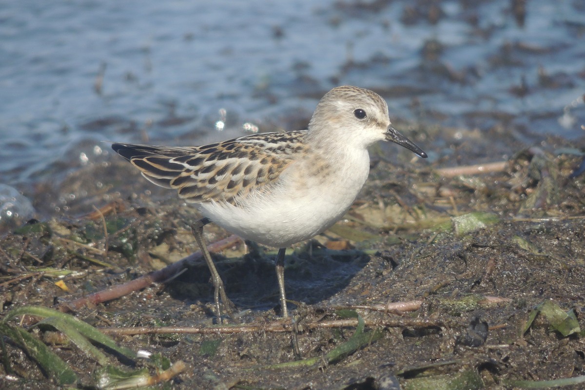 Küçük Kumkuşu - ML645640605