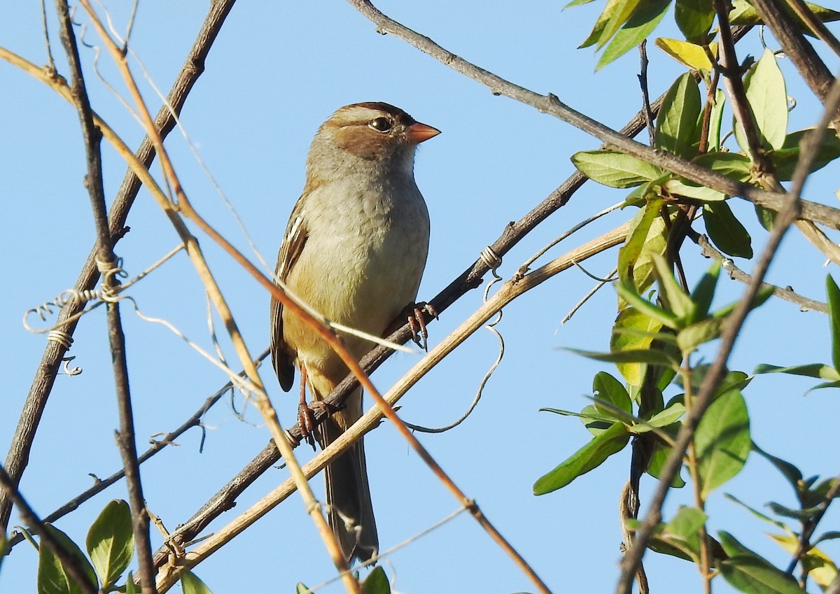 White-crowned Sparrow - ML645640614