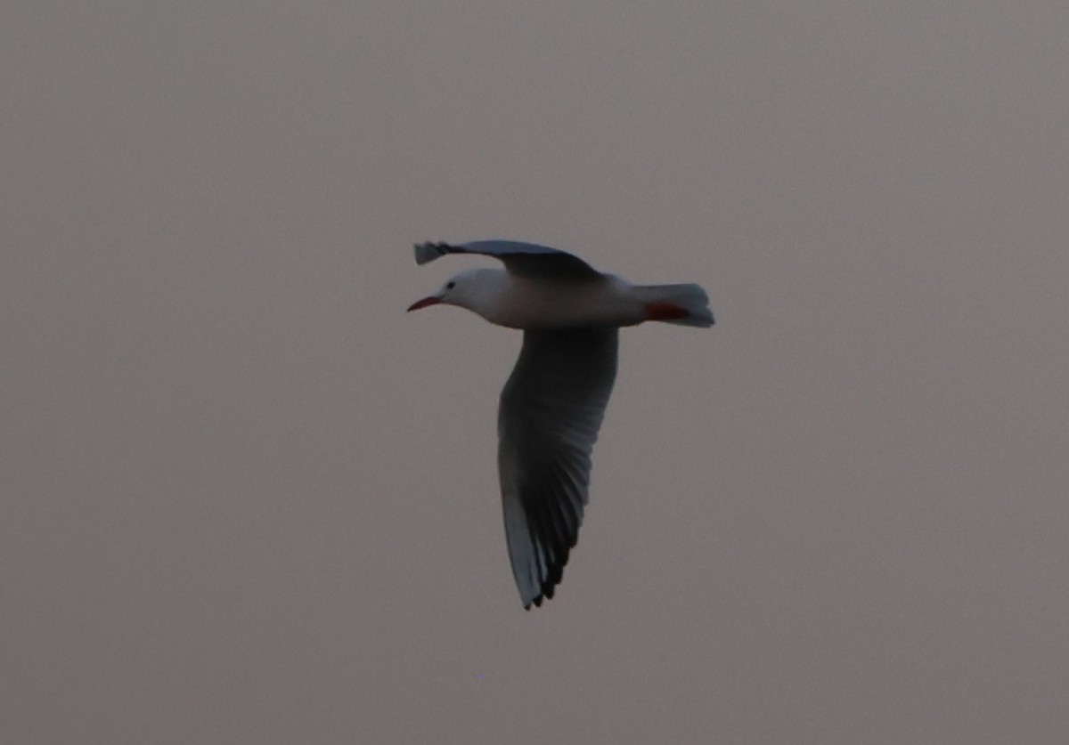 Slender-billed Gull - ML645640617