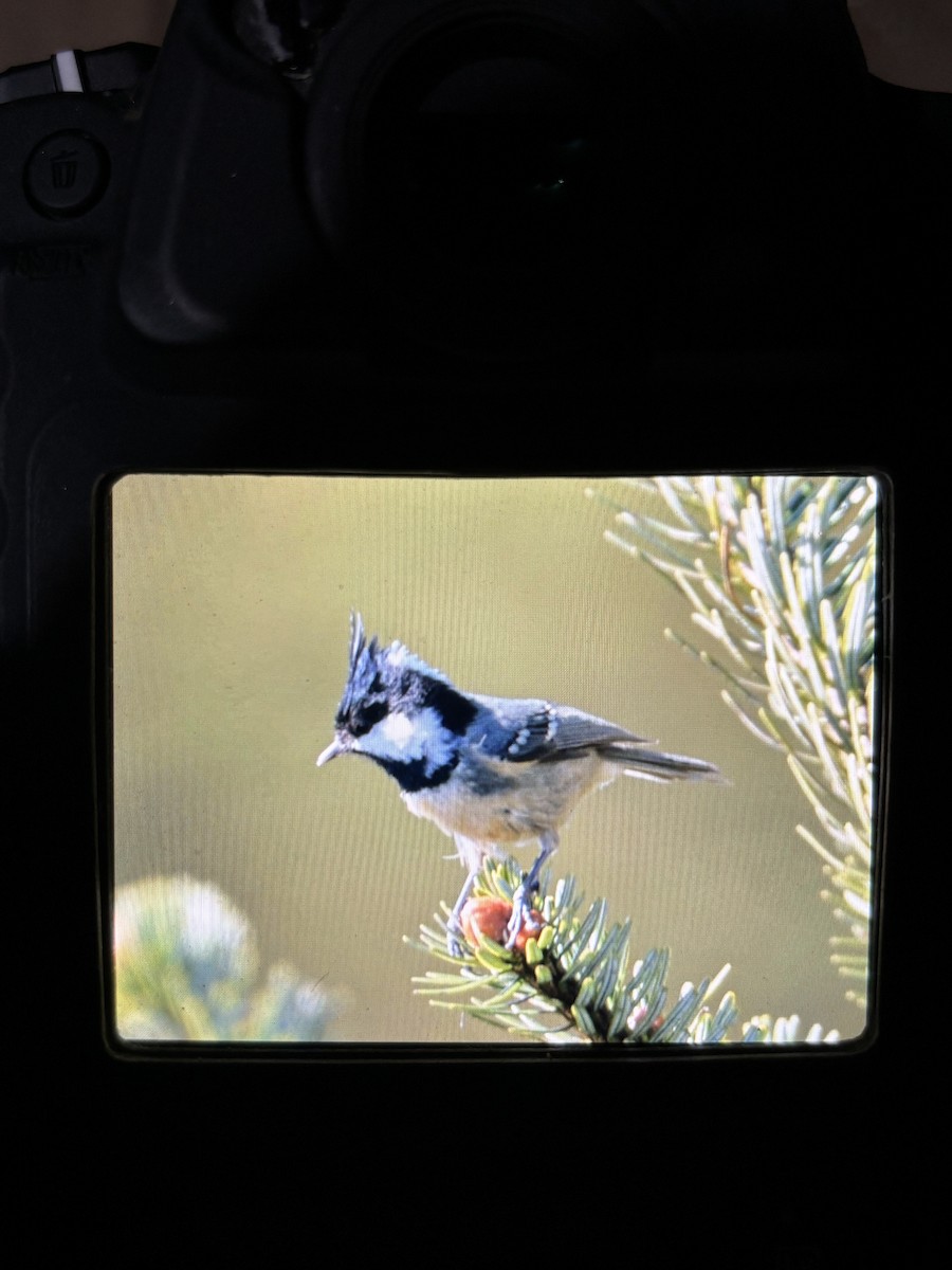 Coal Tit - ML645640624