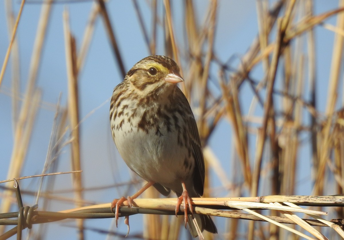 Savannah Sparrow - ML645640626