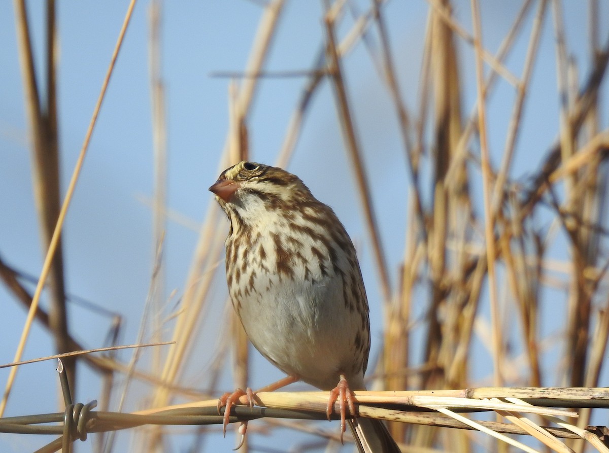 Savannah Sparrow - ML645640627