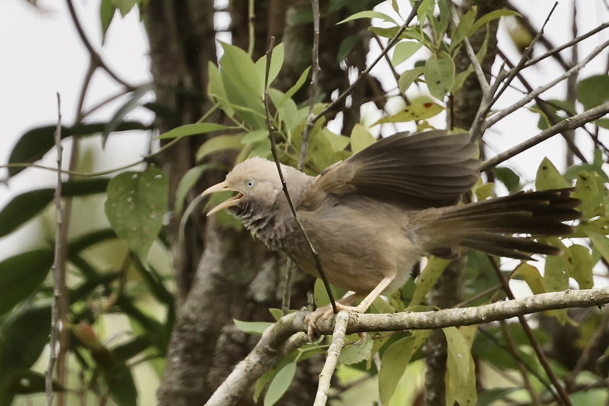 Yellow-billed Babbler - ML645640628