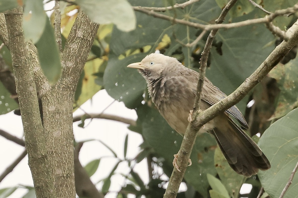 Yellow-billed Babbler - ML645640629
