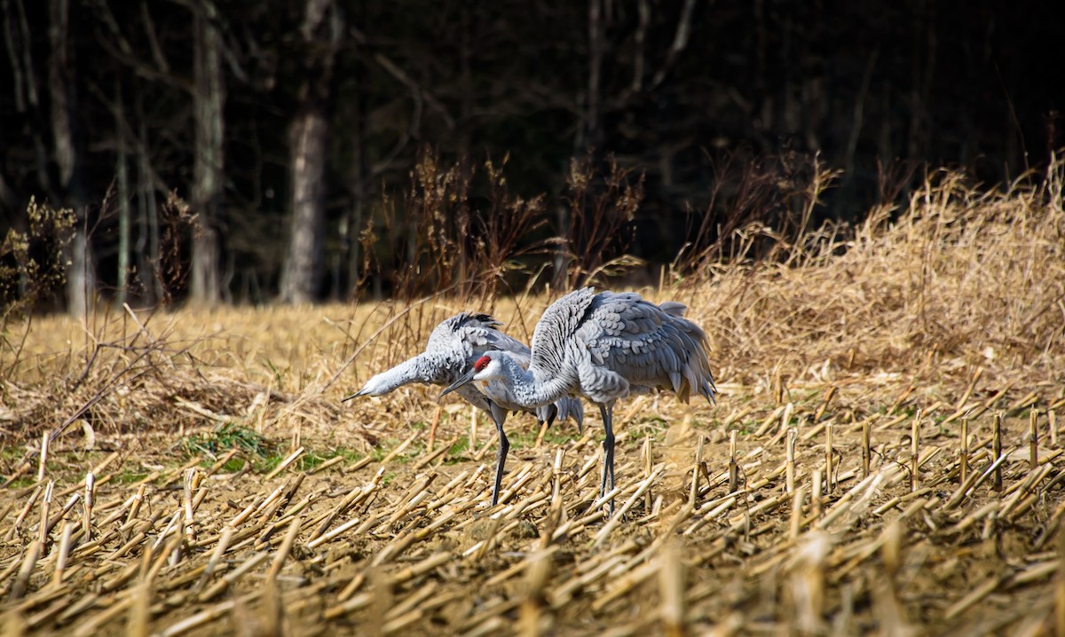Sandhill Crane - ML645640630