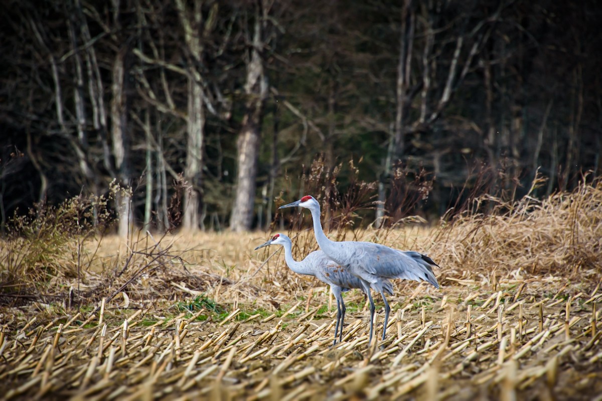 Sandhill Crane - ML645640631
