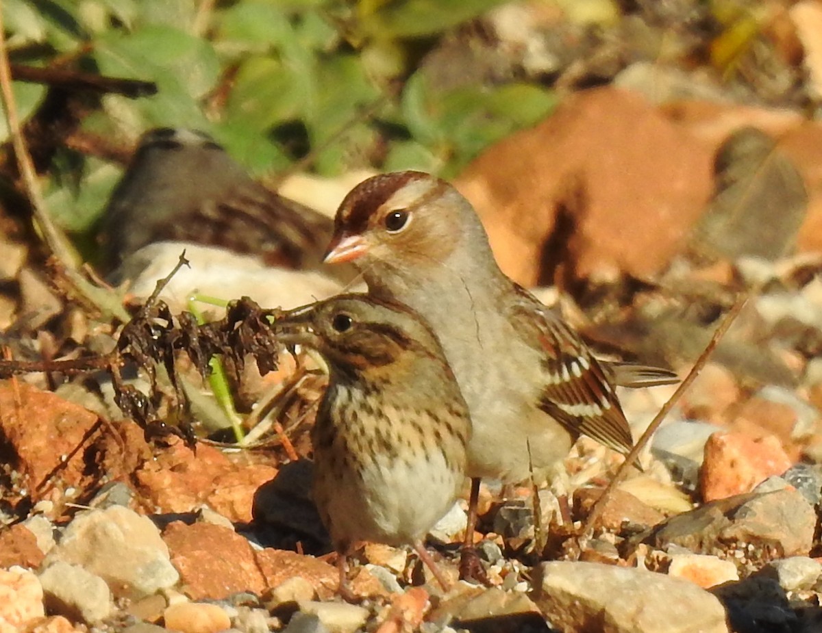 Lincoln's Sparrow - ML645640633