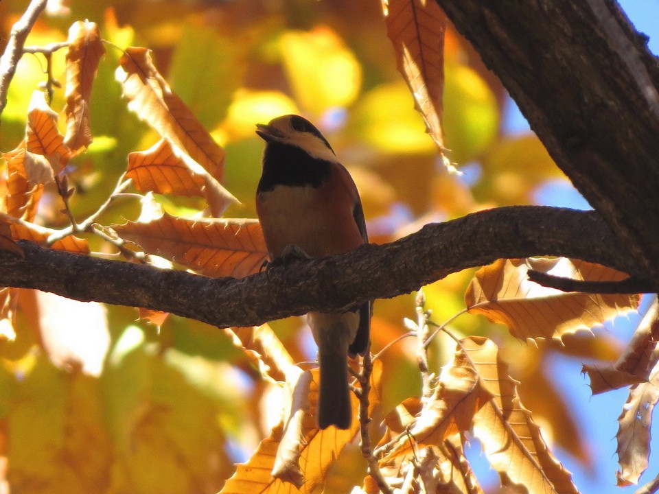 Varied Tit - ML645640635