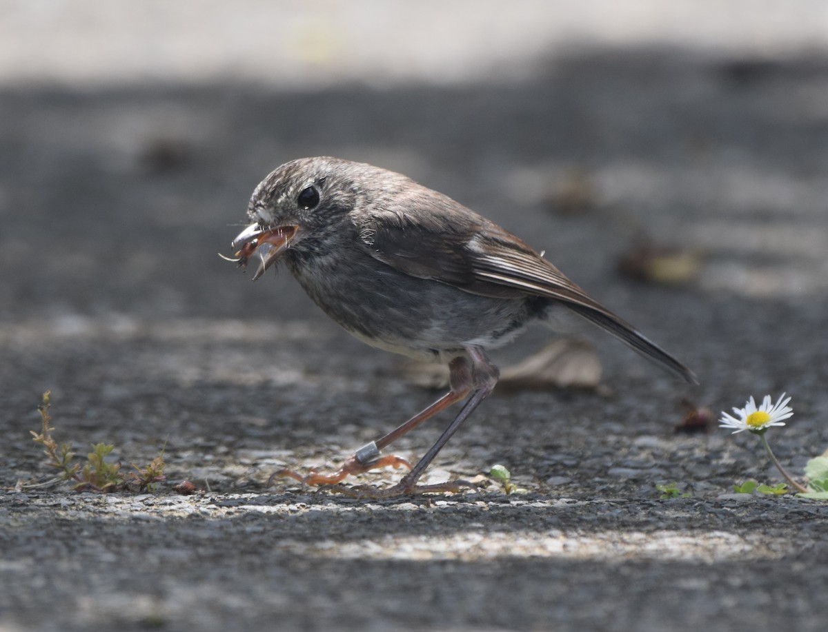 North Island Robin - ML645640636