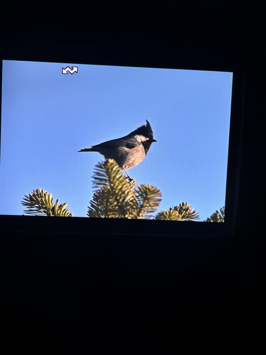 Rufous-vented Tit - ML645640637