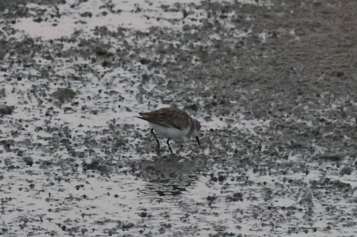 Sanderling - ML645640638