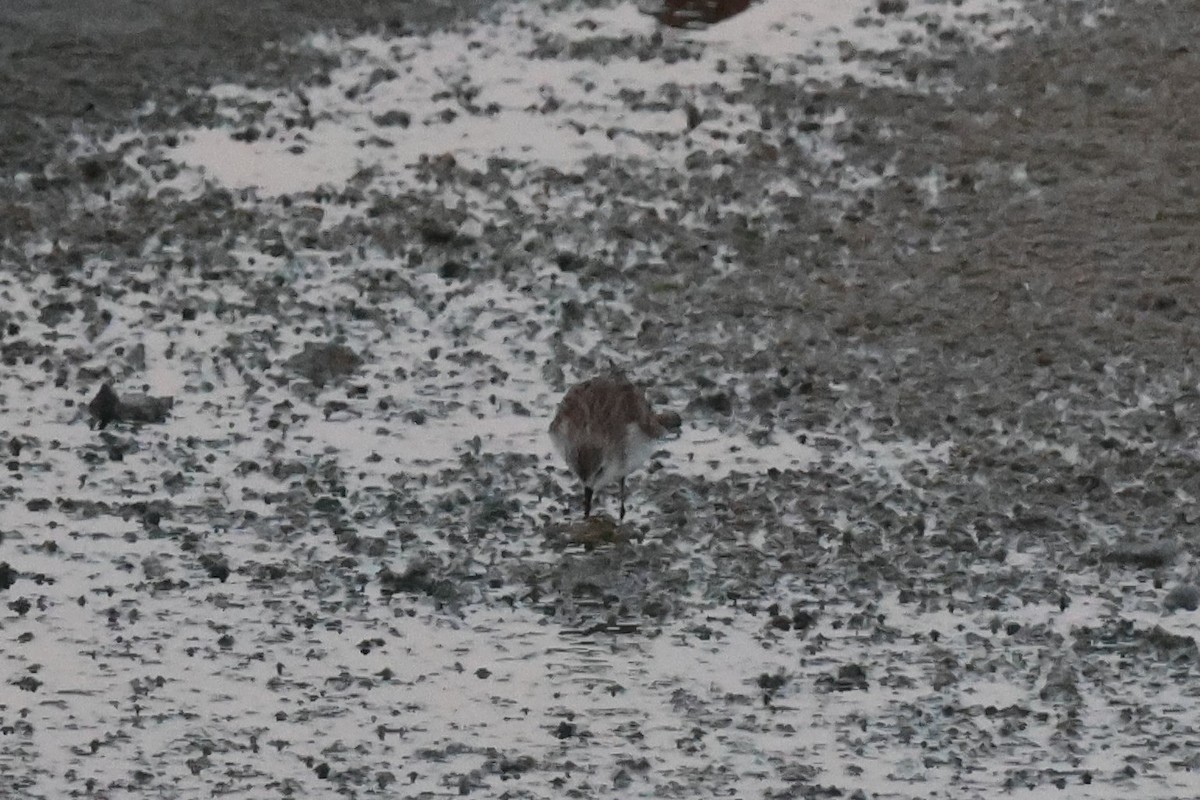 Sanderling - ML645640639