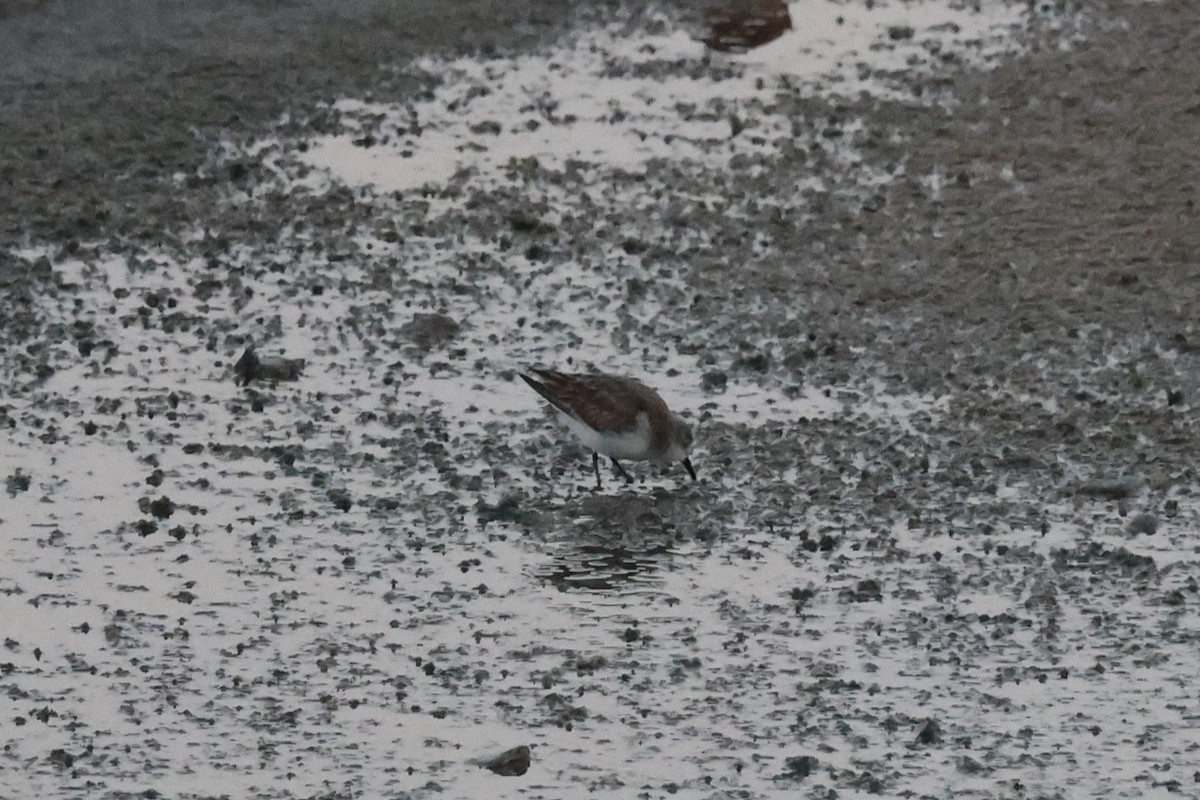 Sanderling - ML645640640