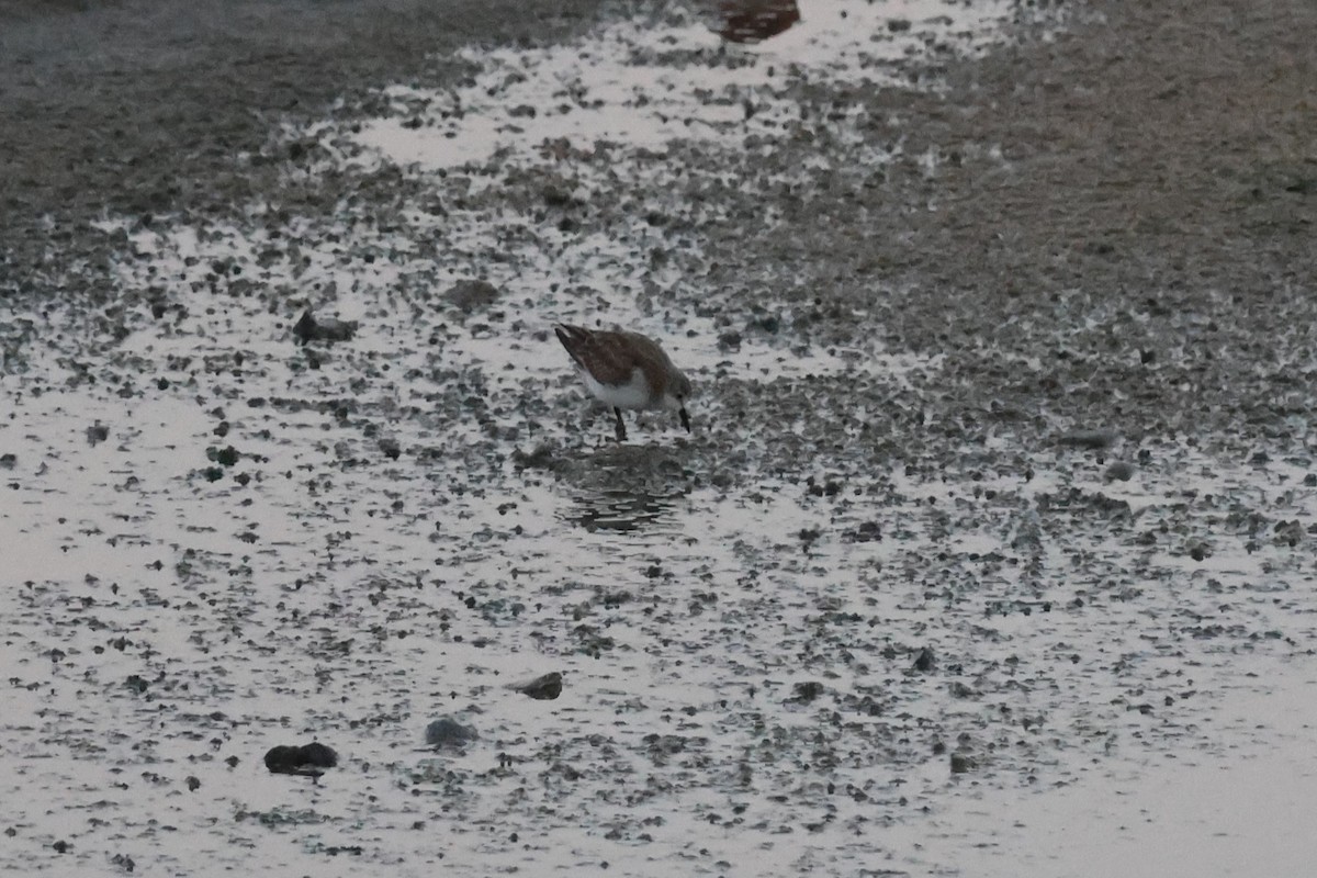 Sanderling - ML645640641