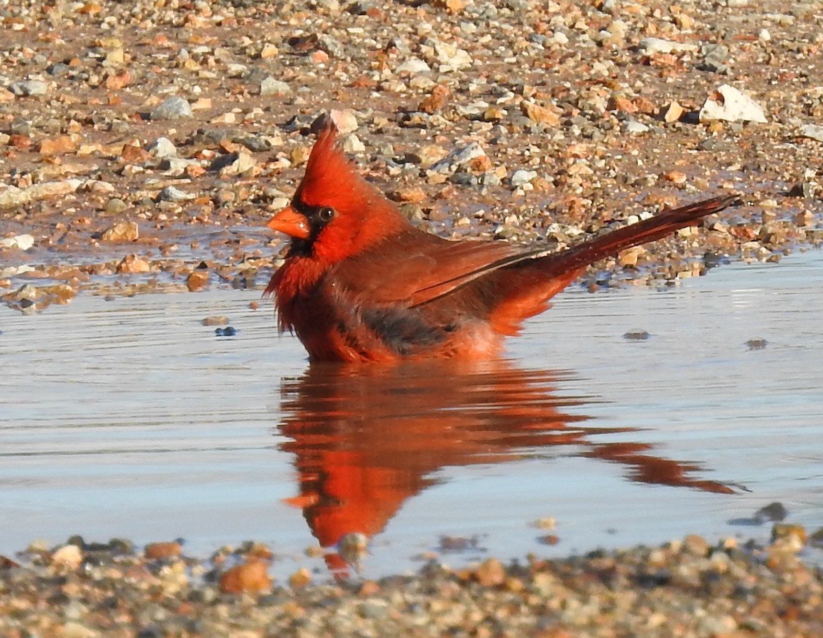 Northern Cardinal - ML645640642