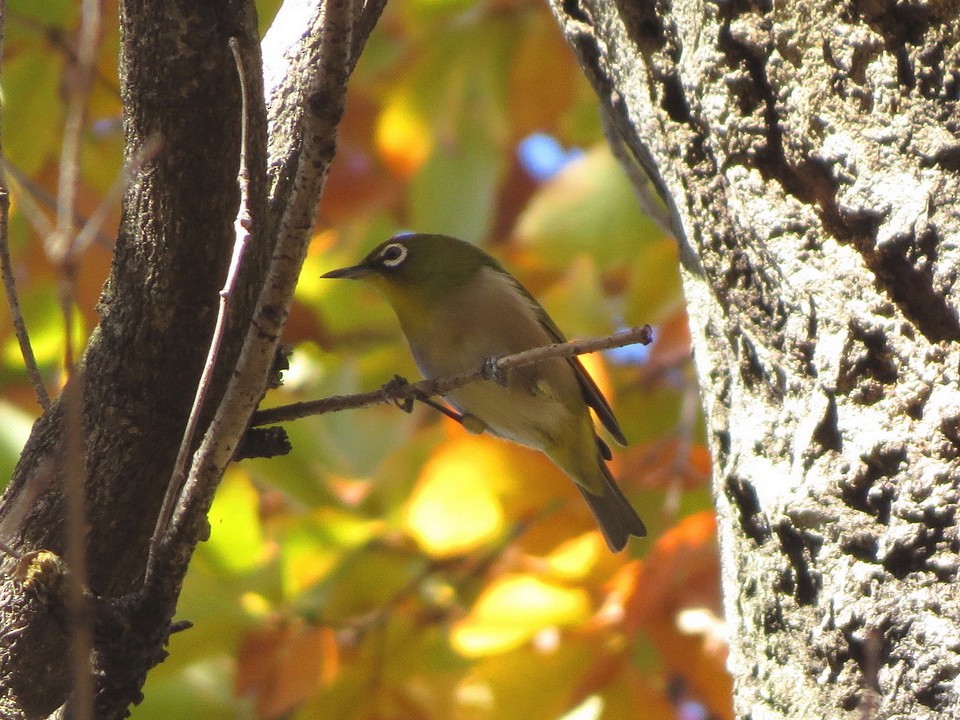 Warbling White-eye - ML645640643