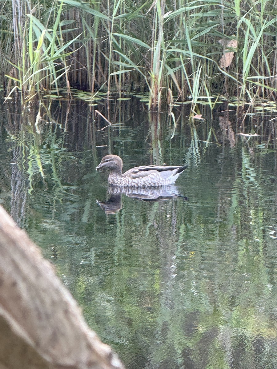Maned Duck - ML645640644
