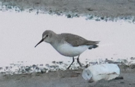 Dunlin - ML645640645