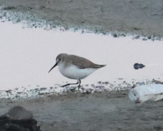 Dunlin - ML645640646