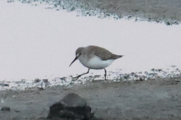 Dunlin - ML645640647