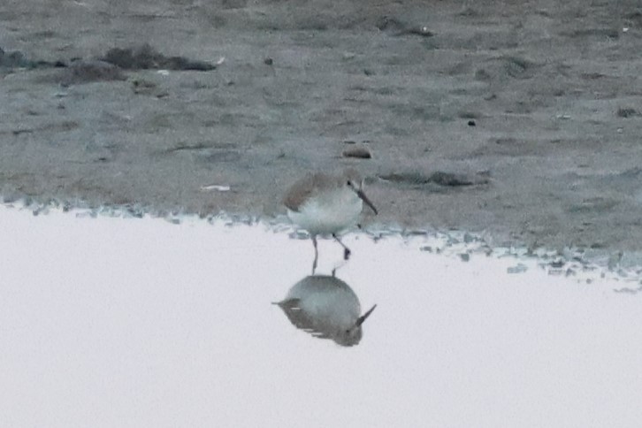 Dunlin - ML645640648