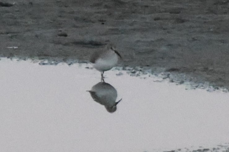 Dunlin - ML645640649