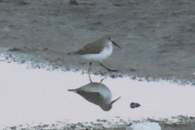 Dunlin - ML645640650