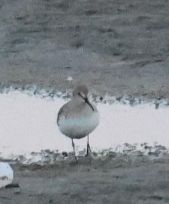 Dunlin - ML645640651