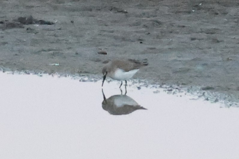 Dunlin - ML645640652