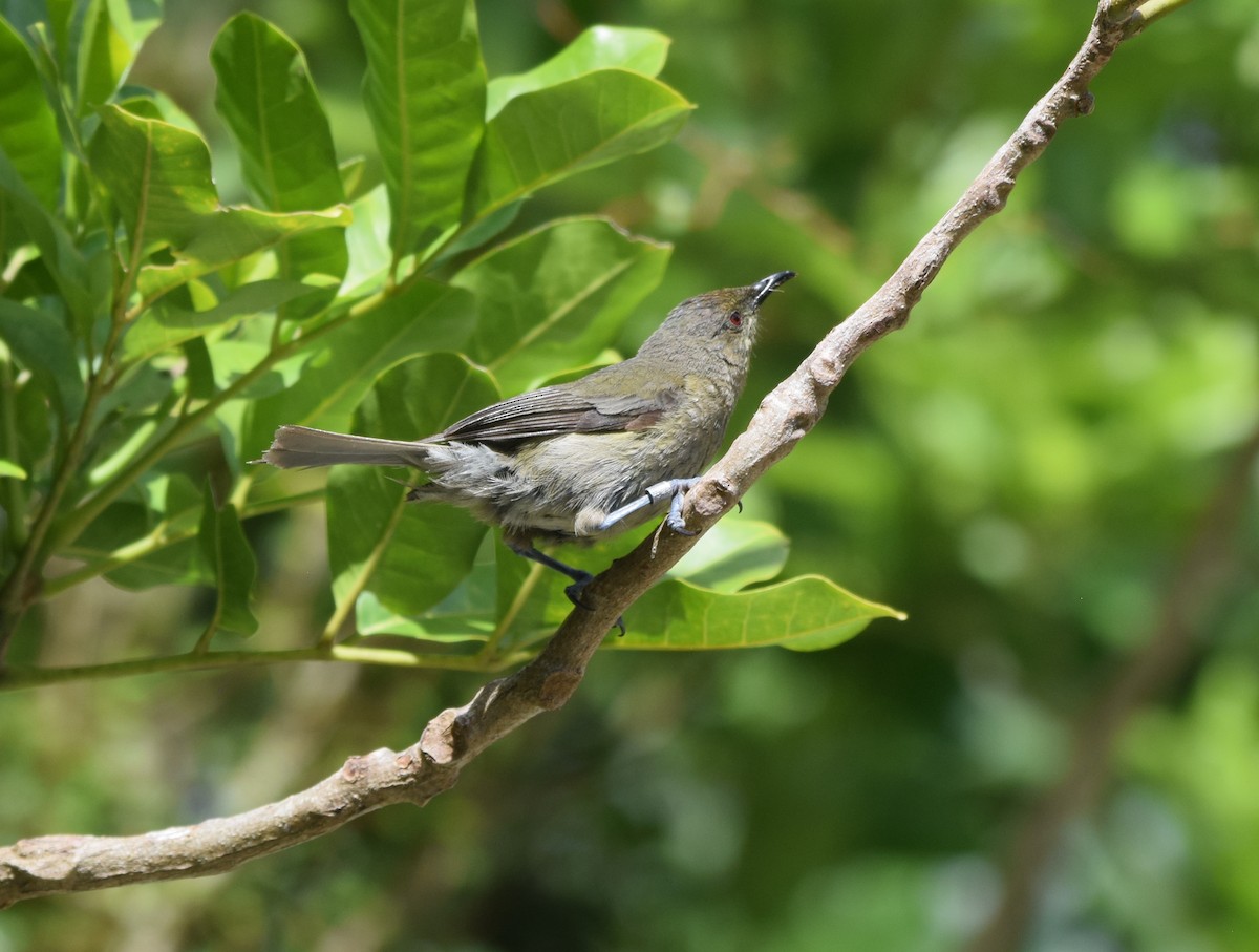 New Zealand Bellbird - ML645640653