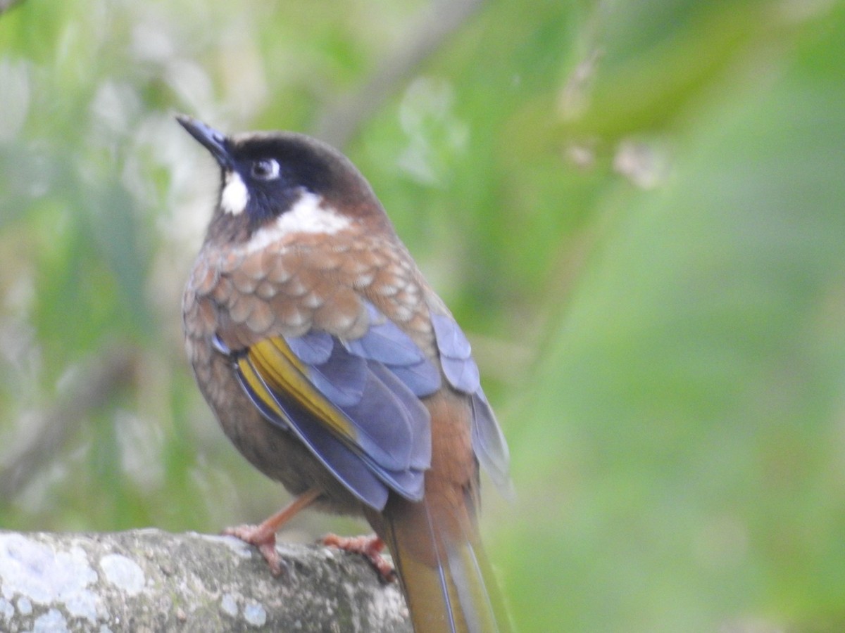 Black-faced Laughingthrush - ML645640654