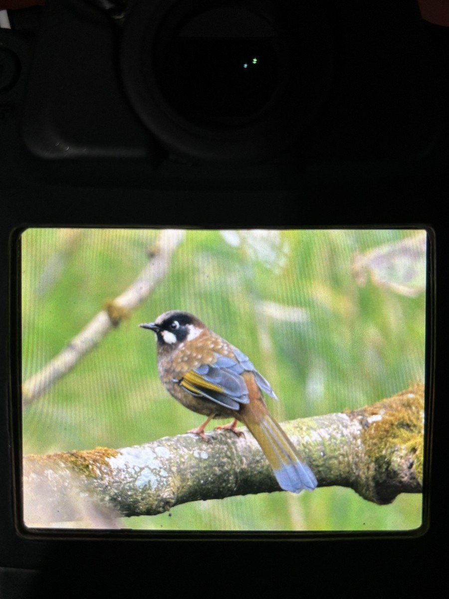 Black-faced Laughingthrush - ML645640655