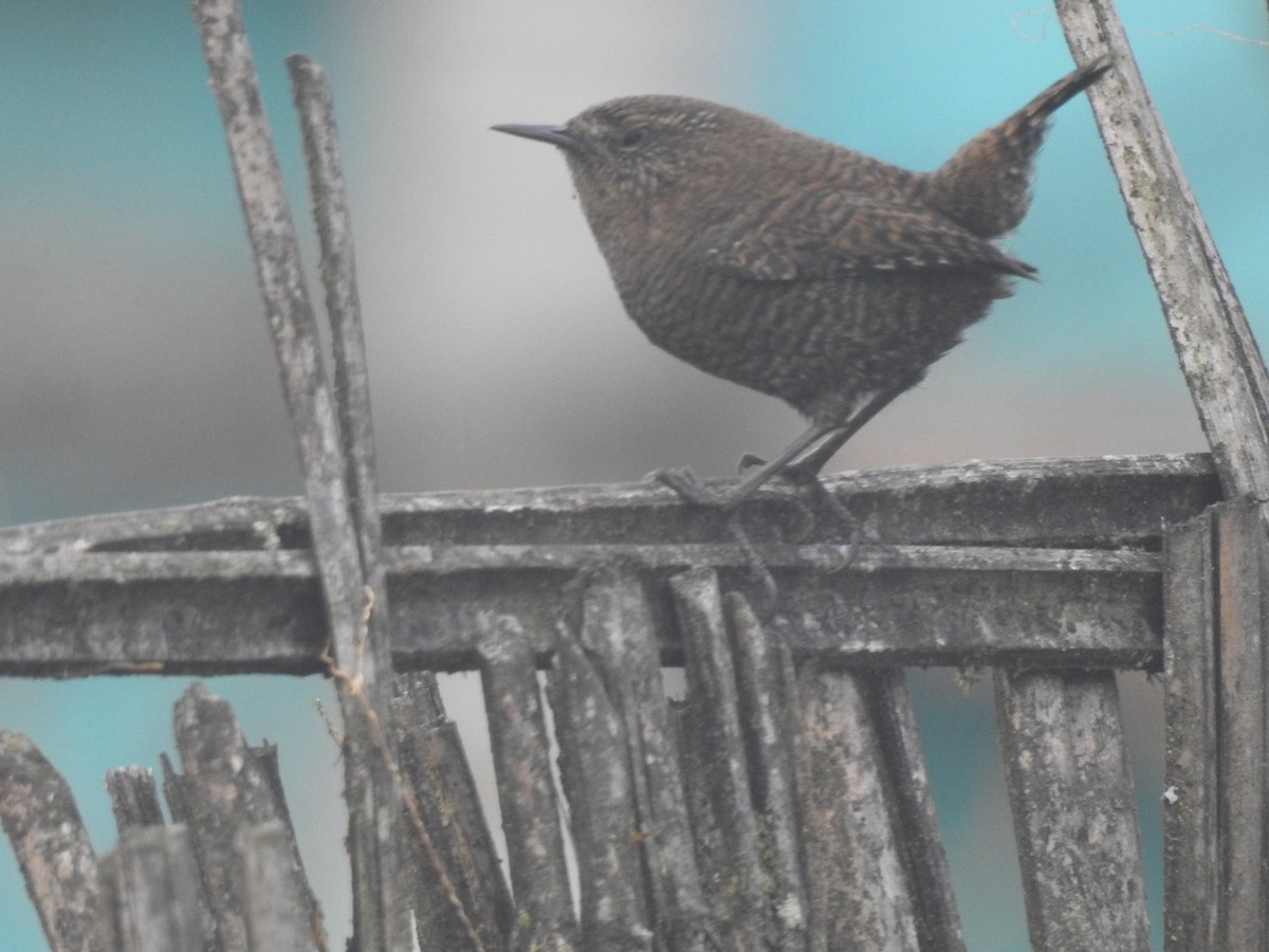 Eurasian Wren - ML645640656