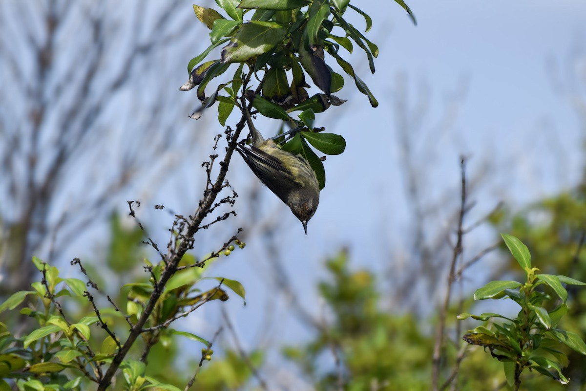 New Zealand Bellbird - ML645640657