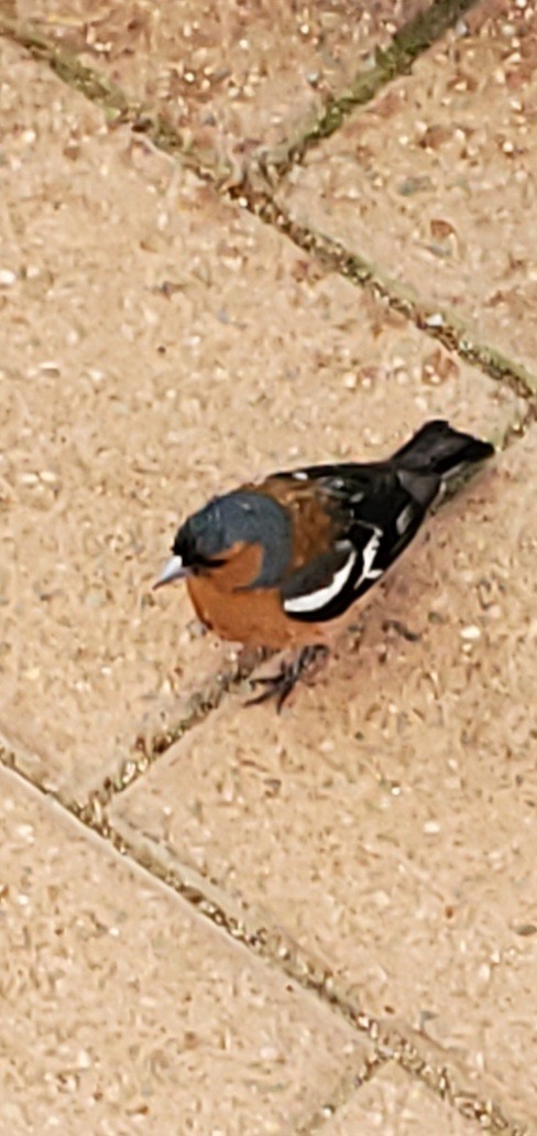 Common Chaffinch - ML645640658
