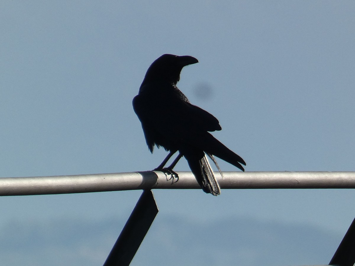 Common Raven - ML645640659