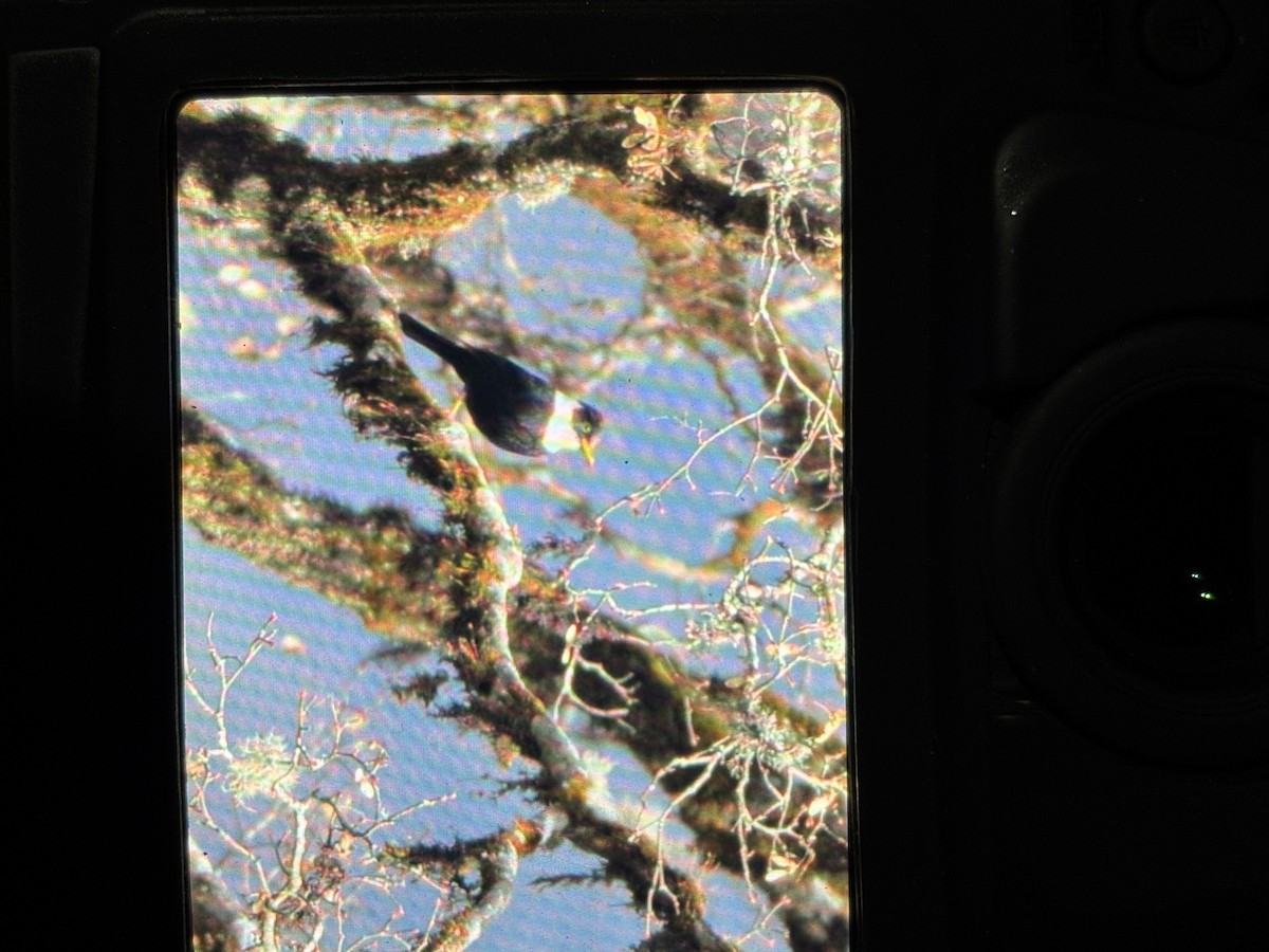 White-collared Blackbird - ML645640661